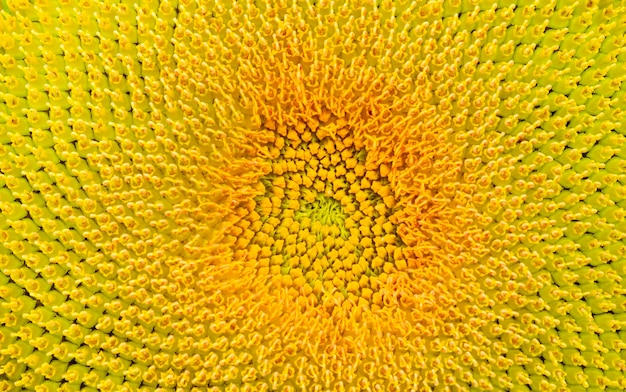 Close up of sunflower.flower blooming.Organic Farming nature concept.Smallholding