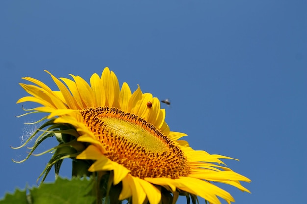 Close-up of a sunflower flower