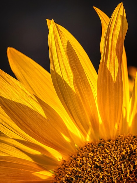 a close up of a sunflower with the sun shining on it