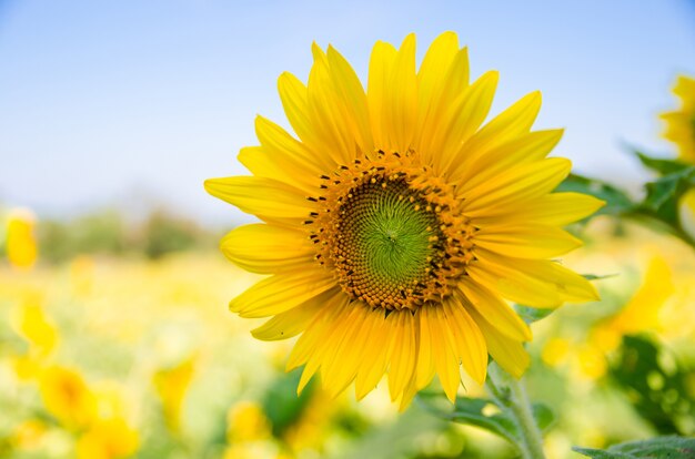 close up of sunflower with sunflowers field background