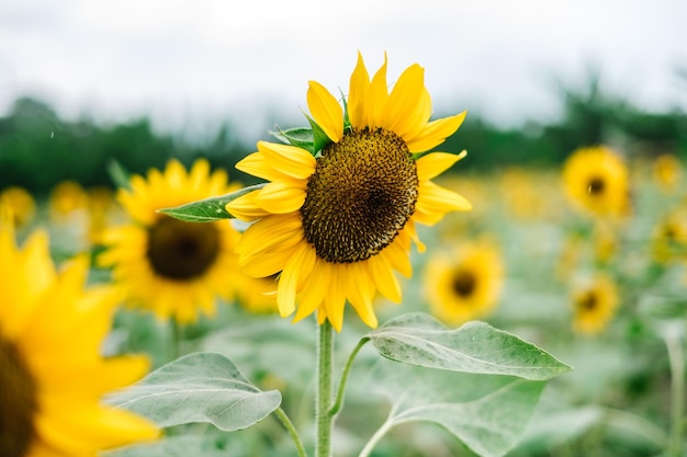 Close-up of sunflower