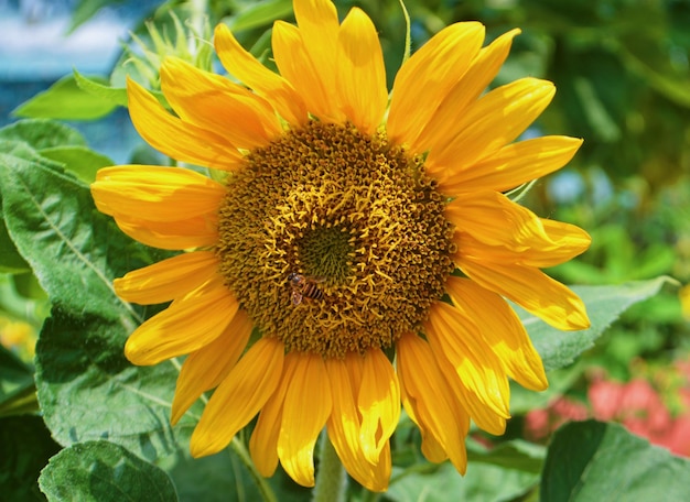 Close-up of sunflower