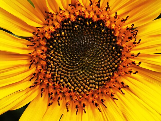 Photo close-up of sunflower