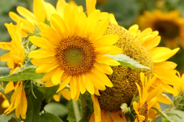 Close up Sunflower