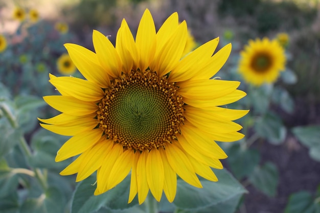 A close up of a sunflower