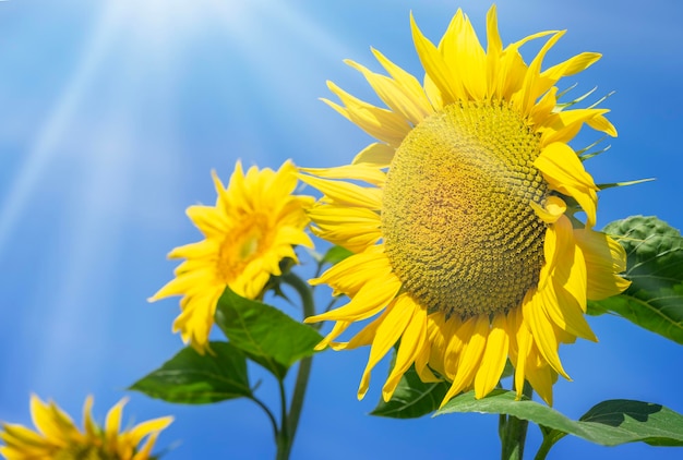 Close up of sunflowers blooming field on blue sky background