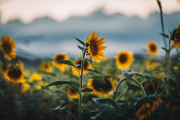 Close-up of sunflowers blooming outdoors