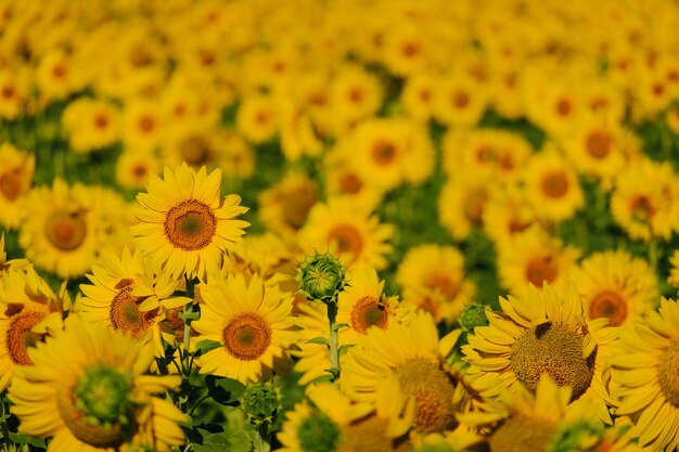 Close up sunflowers on a sunflower field in a countryside