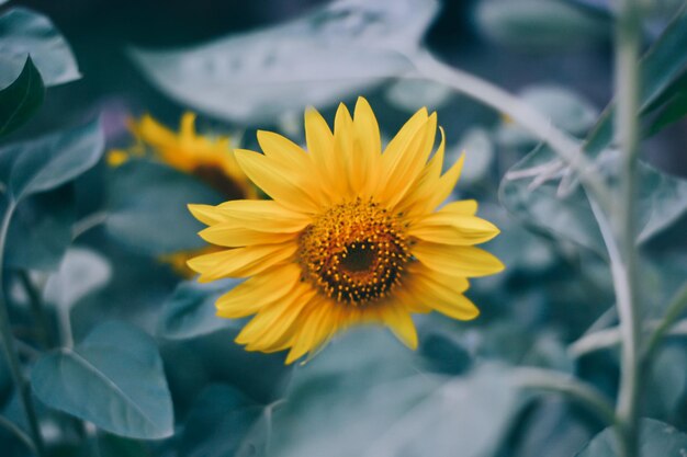 Close-up of sunflowers