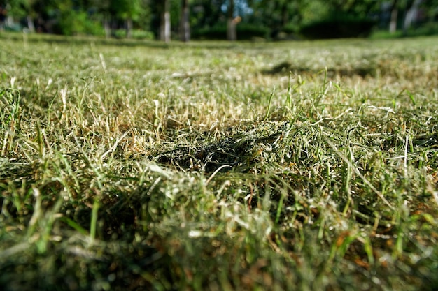 Photo close-up of sunlight falling on grass