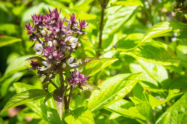 Close up Sweet Basil (Ocimum basilicum) 