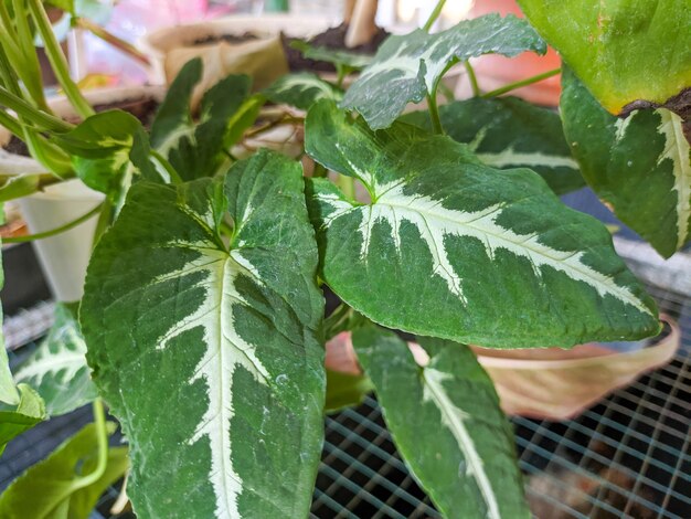 Photo a close up of syngonium podophyllum plant