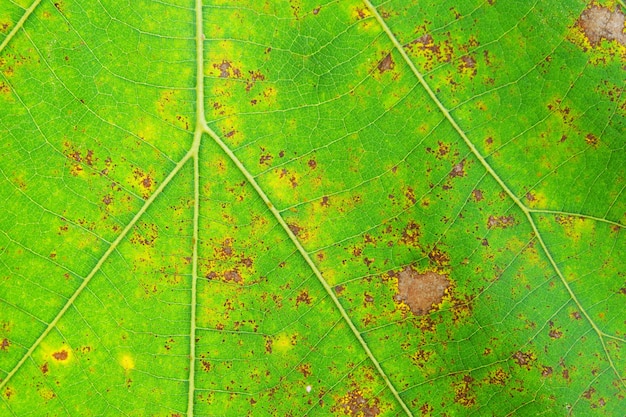 Close-up of teak green leaf background texture (butea monosperma)