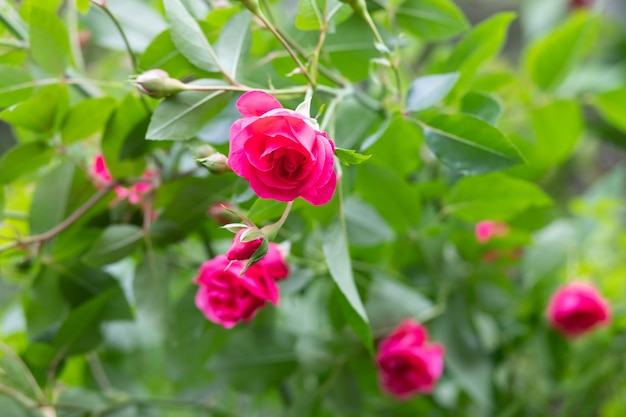 Close up of tender pink roses bush blooming flowers and closed buds in a concrete pot on a sunny day Wood texture plank on the back blossom of pink roses on the alley of the city park