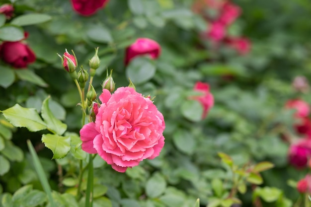 Close up of tender pink roses bush blooming flowers and closed buds in a concrete pot on a sunny day Wood texture plank on the back blossom of pink roses on the alley of the city park