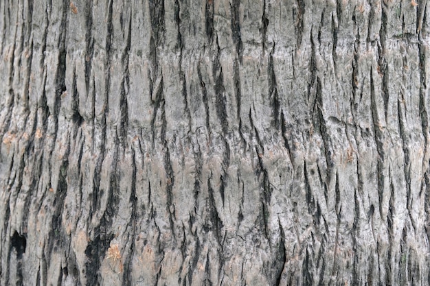 Close up texture of coconut