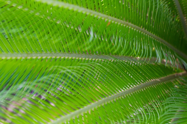 Photo close up texture of green leaves of cycas plant