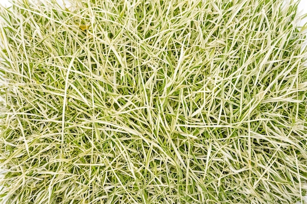 Close Up Texture of Green and White Grass Blades