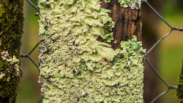 close up texture of lichen on tree