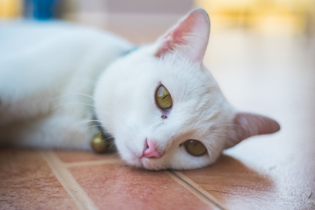 Close up thai cat sitting on the floor