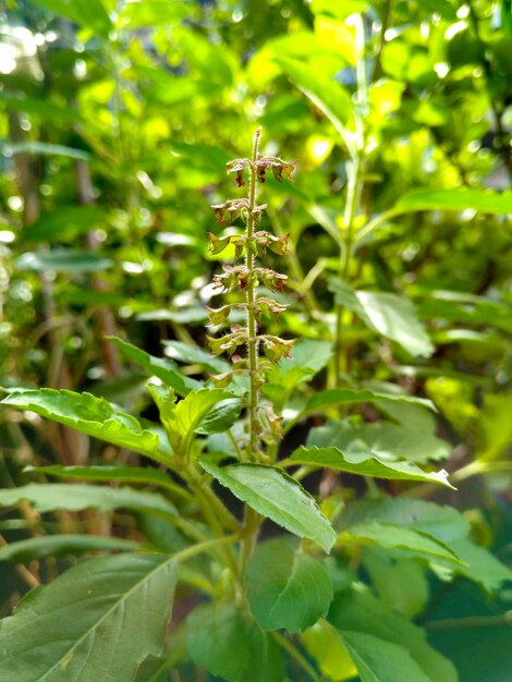 Close up Thai Sweet Basil Flowers on its stem