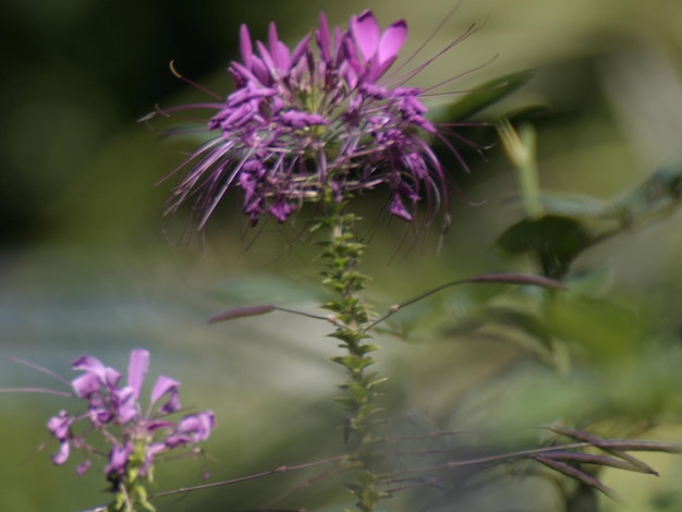 Photo close-up of thistle blooming outdoors