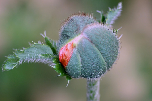 Photo close-up of thistle cactus