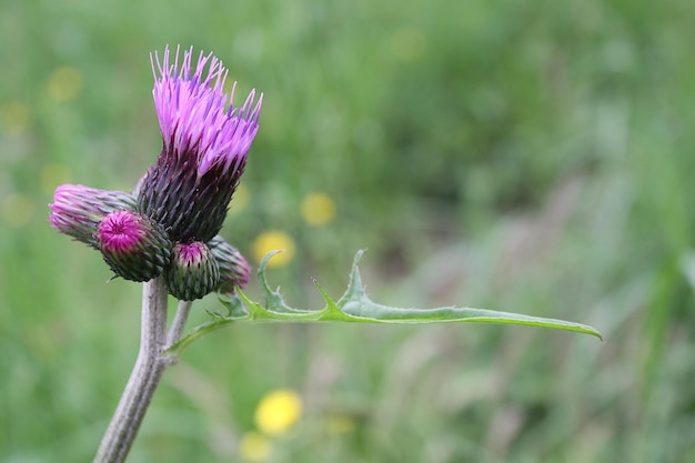 a close up of a thistle flower in the meadow