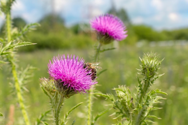 Photo close-up of thistle flower