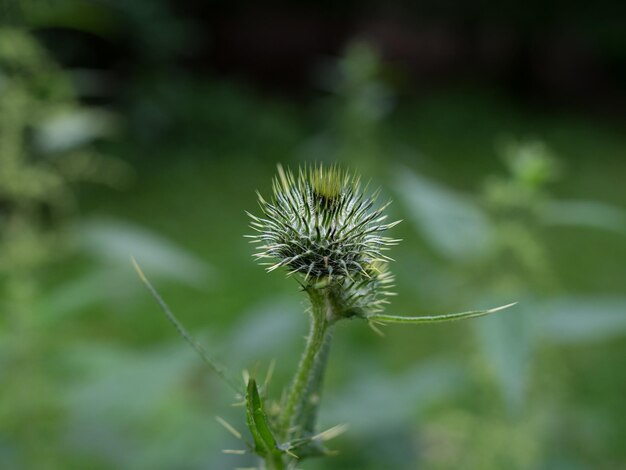 Photo close-up of thistle