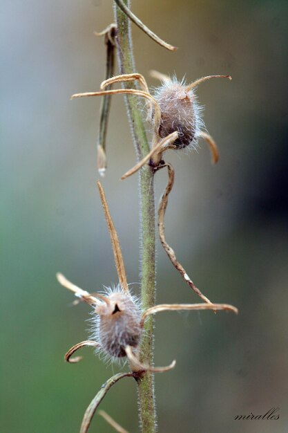 Photo close-up of thistle