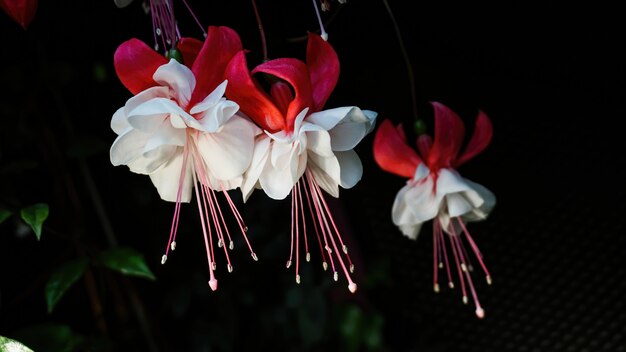 Close up of three red and white flowers