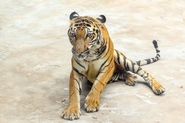 Close up tiger on cement floor in thailand