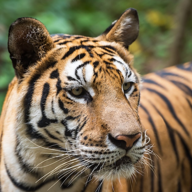 Close-up of a tiger's face.