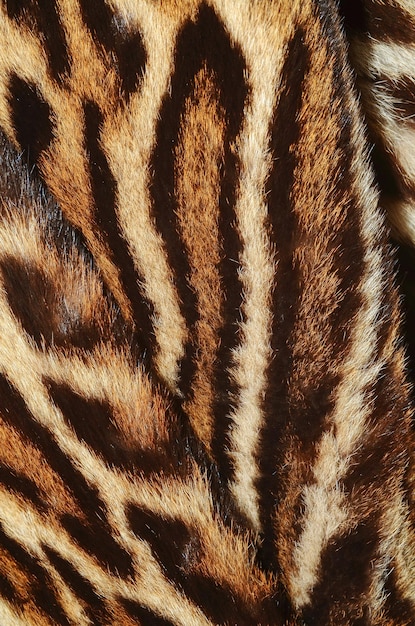 Close up of a tiger's skin