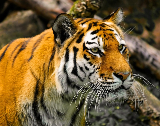 Photo close-up of a tiger