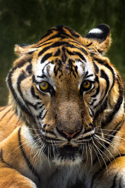 Close-up of a Tigers face