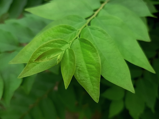 Close-up Tip of Fresh Young Green Leaves