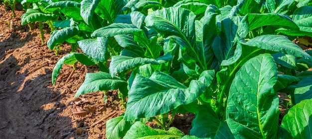 Close up of Tobacco big leaf crops growing in tobacco plantation field Tropical Tobacco