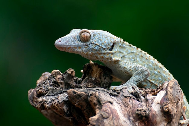 Close up of a tokay gecko eyes