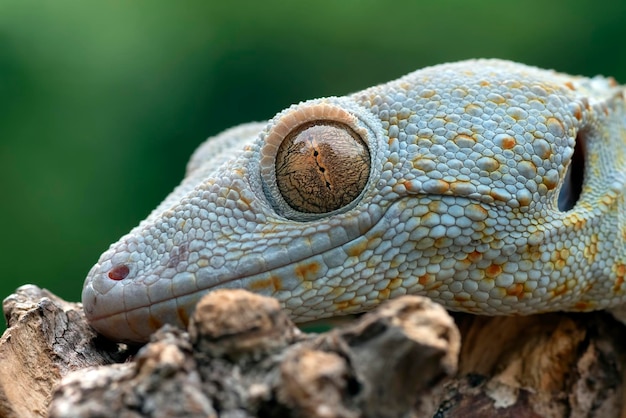 Close up of a tokay gecko eyes