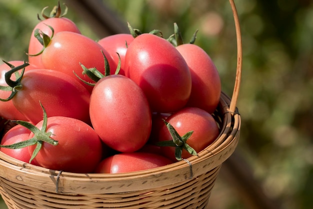 Close-up of tomatoes in basket