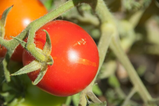 Close-up of tomatoes growing on plant