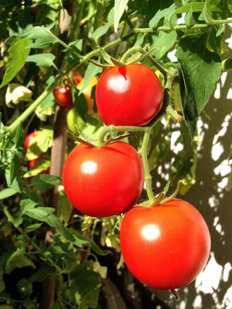 Close-up of tomatoes growing on plants