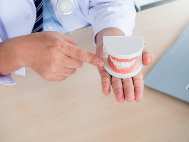 Close up a tooth model in dentist hand Dentist male holding and pointing a clean denture above the wooden desk near the laptop computer in medical clinic office Oral dental concept