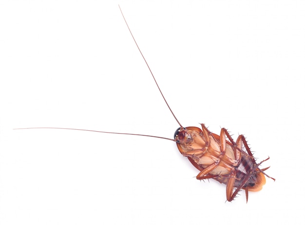 Close up top view of dead Cockroach isolated on white background