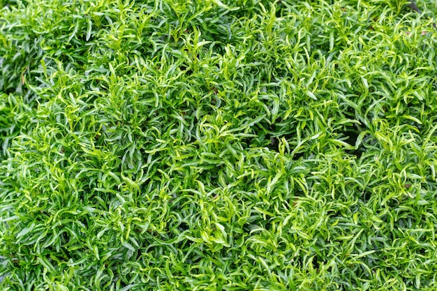 Close up top view of green decorative leaves for natural background