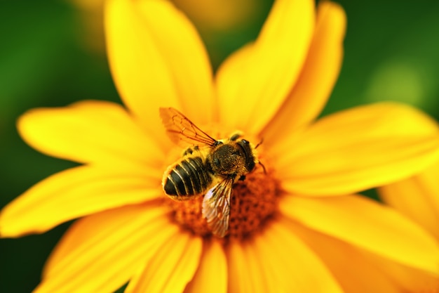 Close-up top view of a large striped bee that sits on a yellow flower.