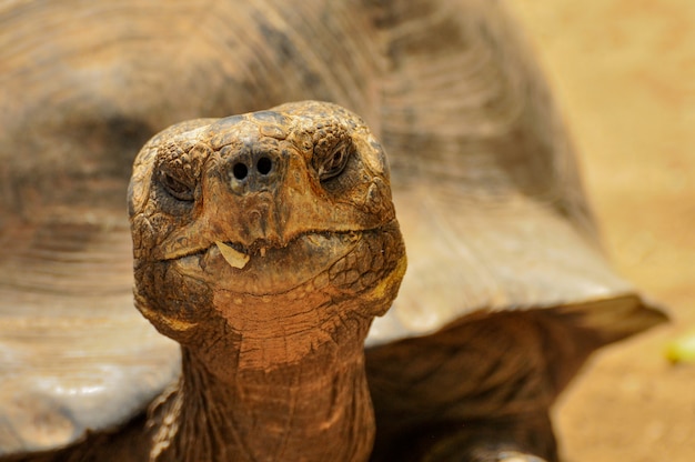 A Close up of a Tortoise Head