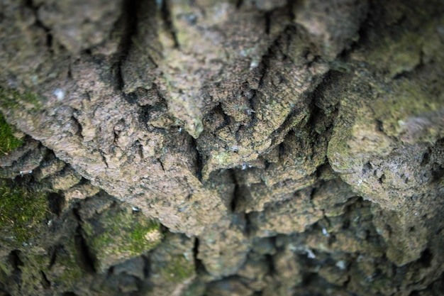 A close up of a tree bark with the word'tree'on it